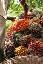 CameVita Palm Oil For Sale - Image 3