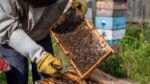 Natural Honey For Sale - Image 3
